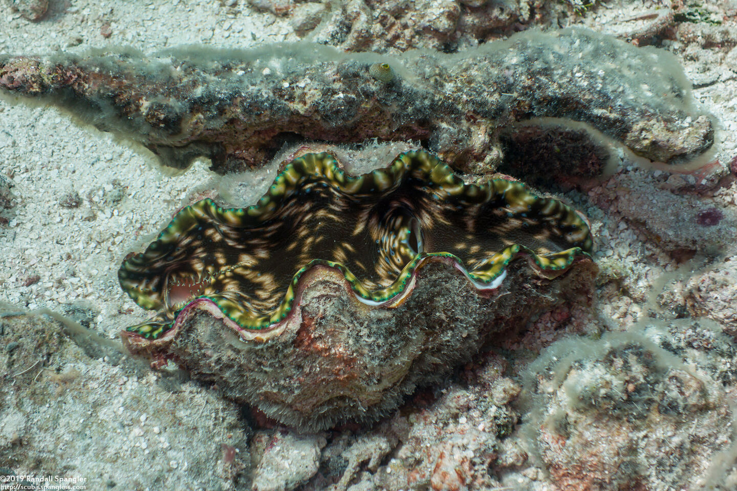 Tridacna derasa (Smooth Giant Clam)