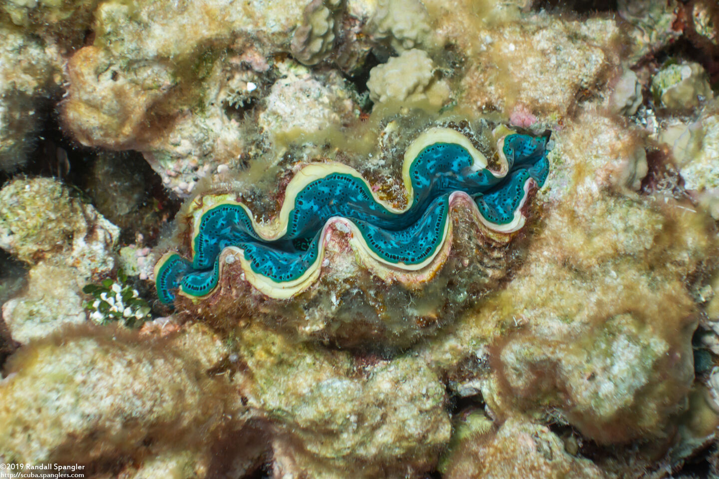 Tridacna crocea (Boring Giant Clam)
