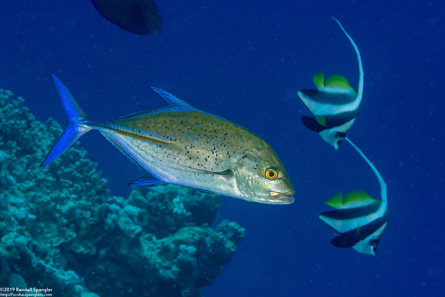 Caranx melampygus (Bluefin Trevally)