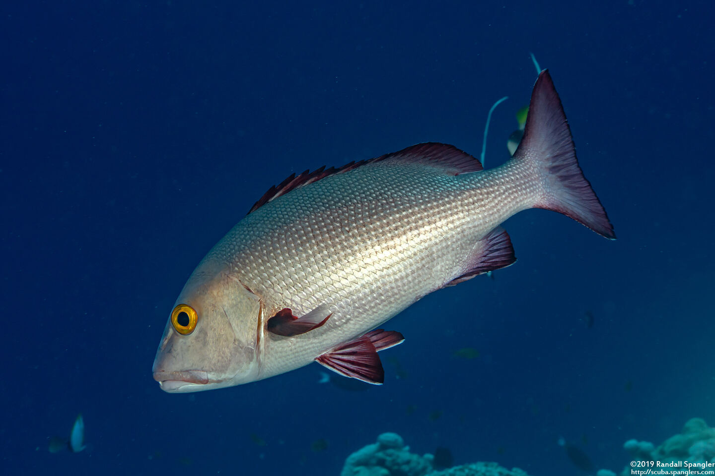 Lutjanus bohar (Red Snapper)