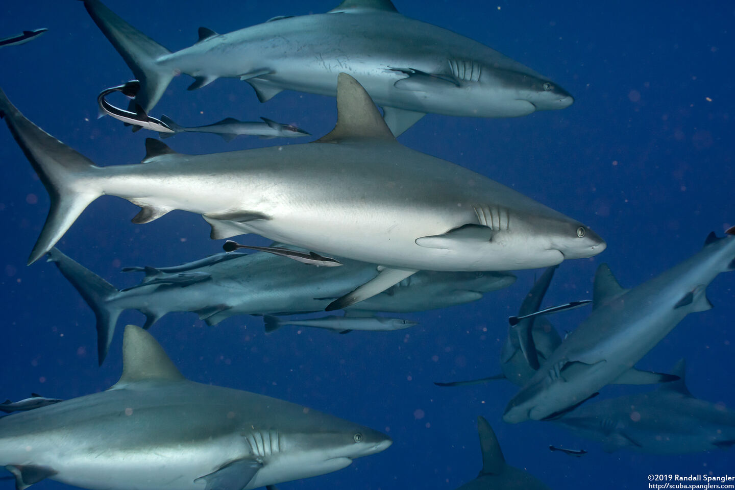 Carcharhinus amblyrhynchos (Gray Reef Shark)