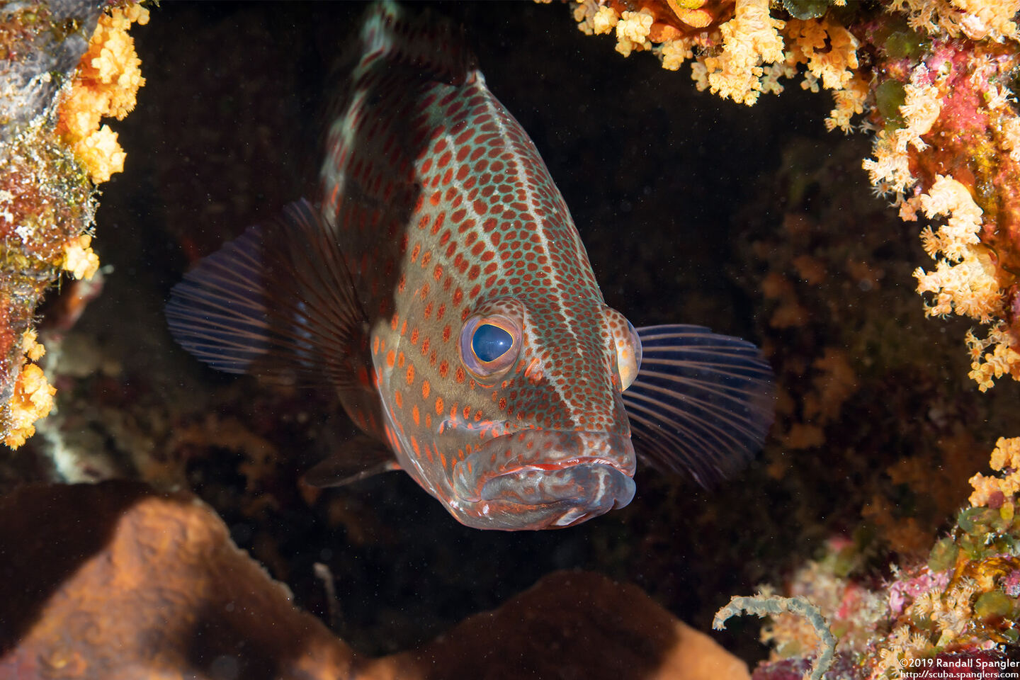 Anyperodon leucogrammicus (Slender Grouper)
