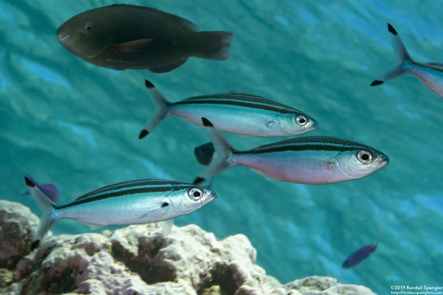 Gymnocaesio gymnoptera (Slender Fusilier)