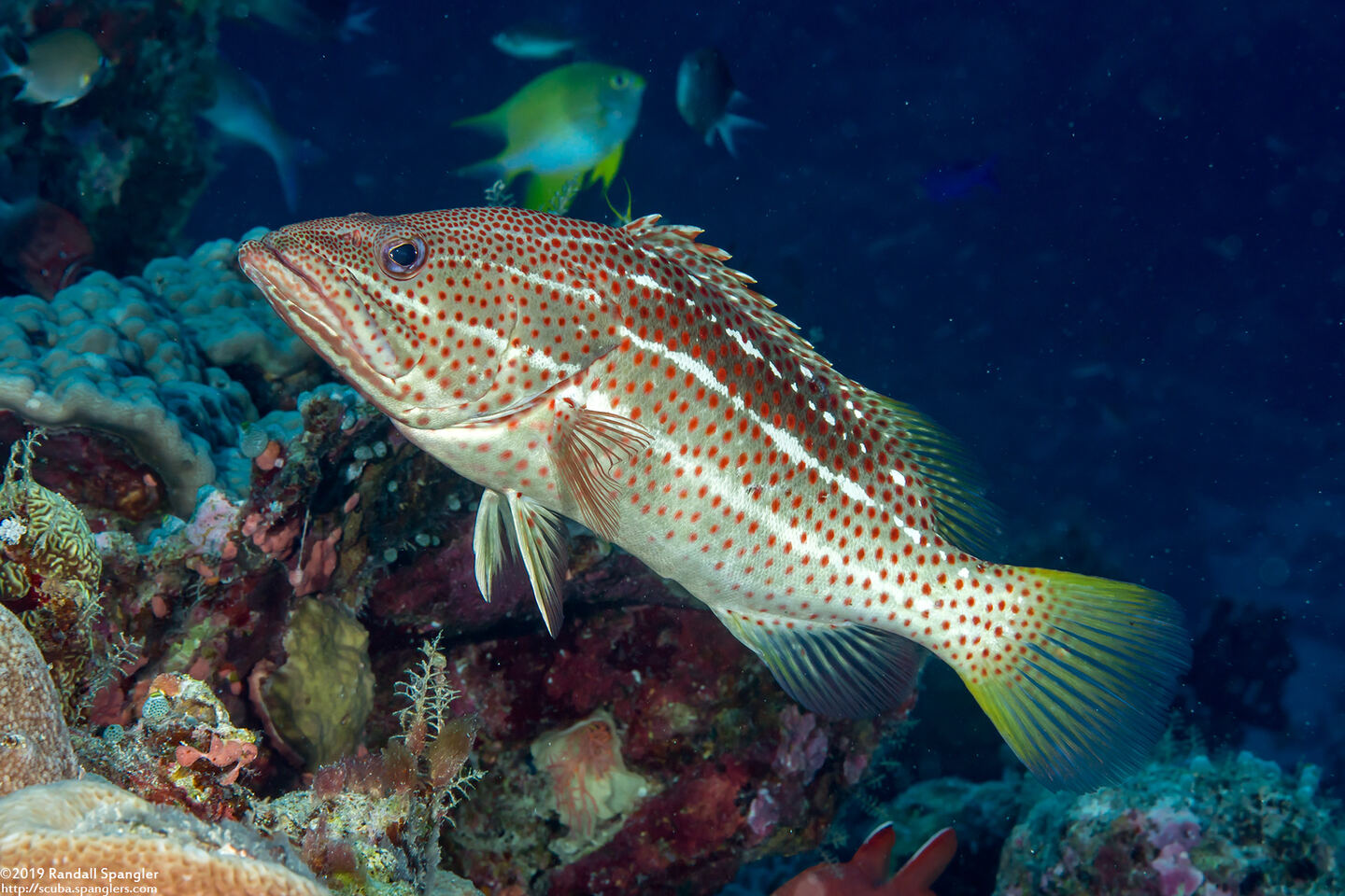 Anyperodon leucogrammicus (Slender Grouper)