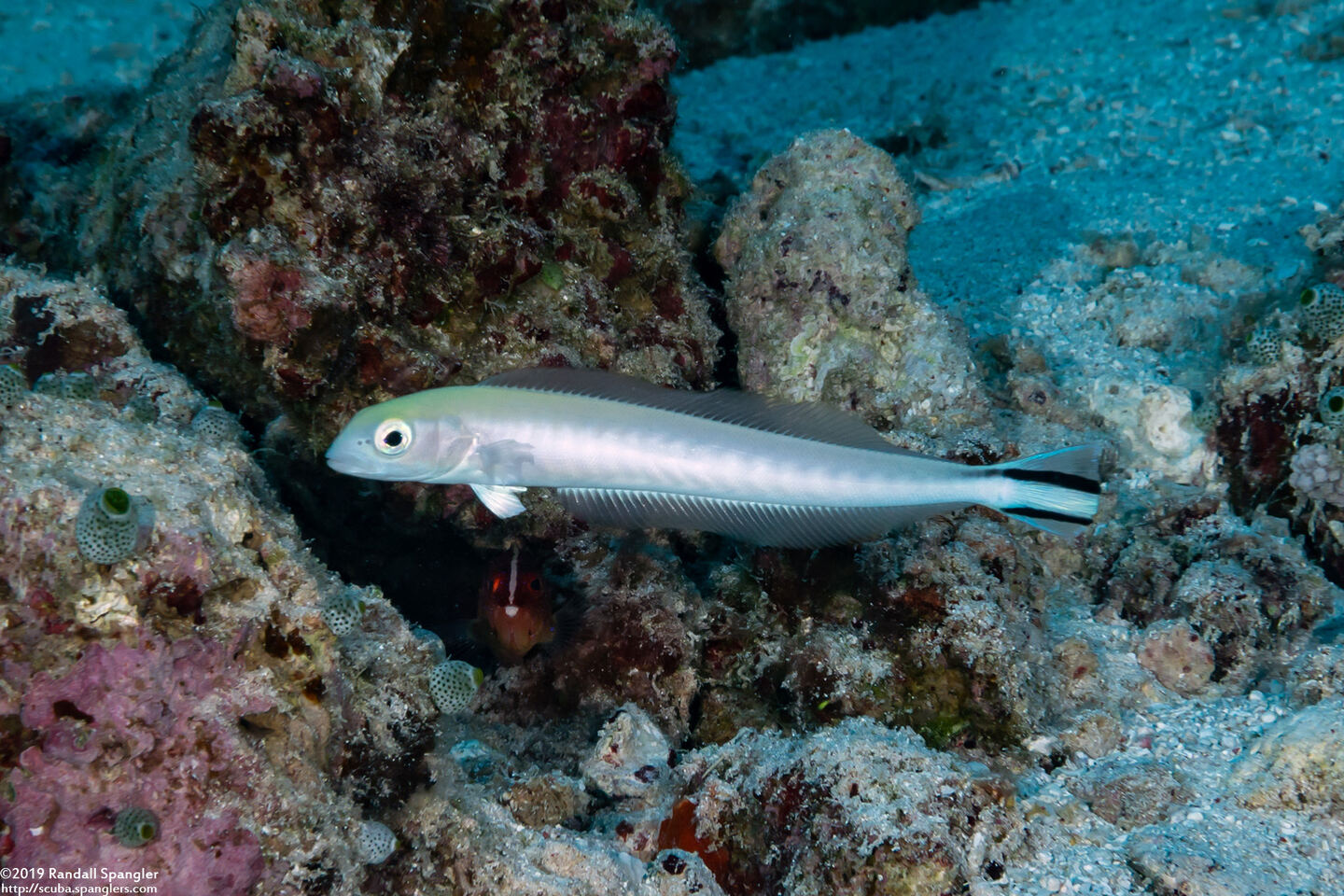 Malacanthus brevirostris (Flagtail Blanquillo)