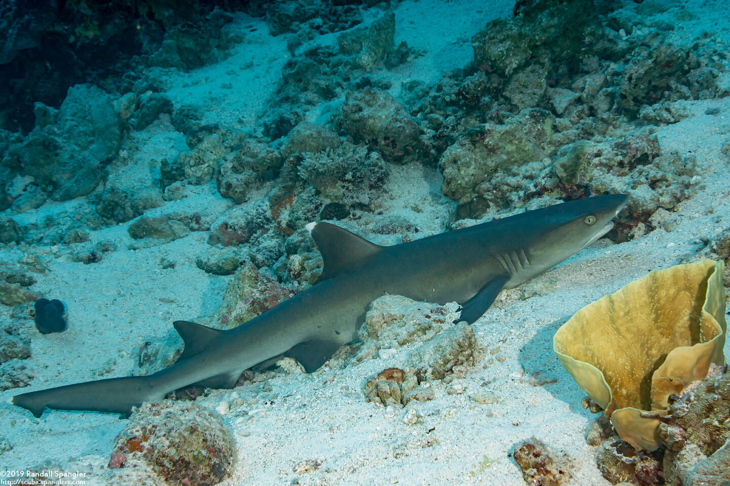 Triaenodon obesus (Whitetip Reef Shark)