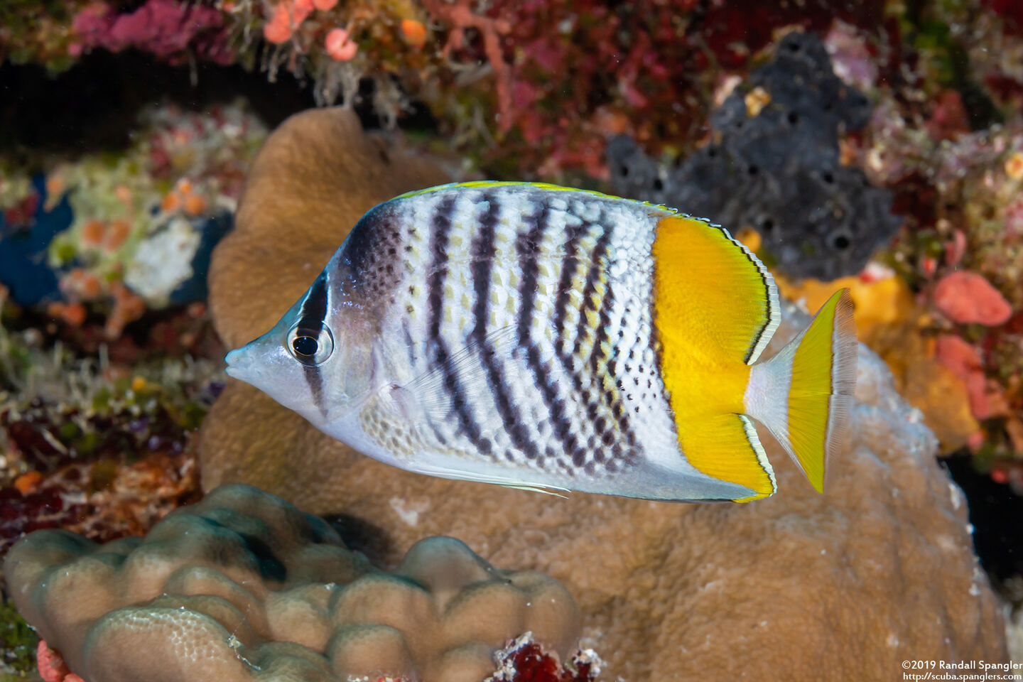 Chaetodon mertensii (Atoll Butterflyfish)