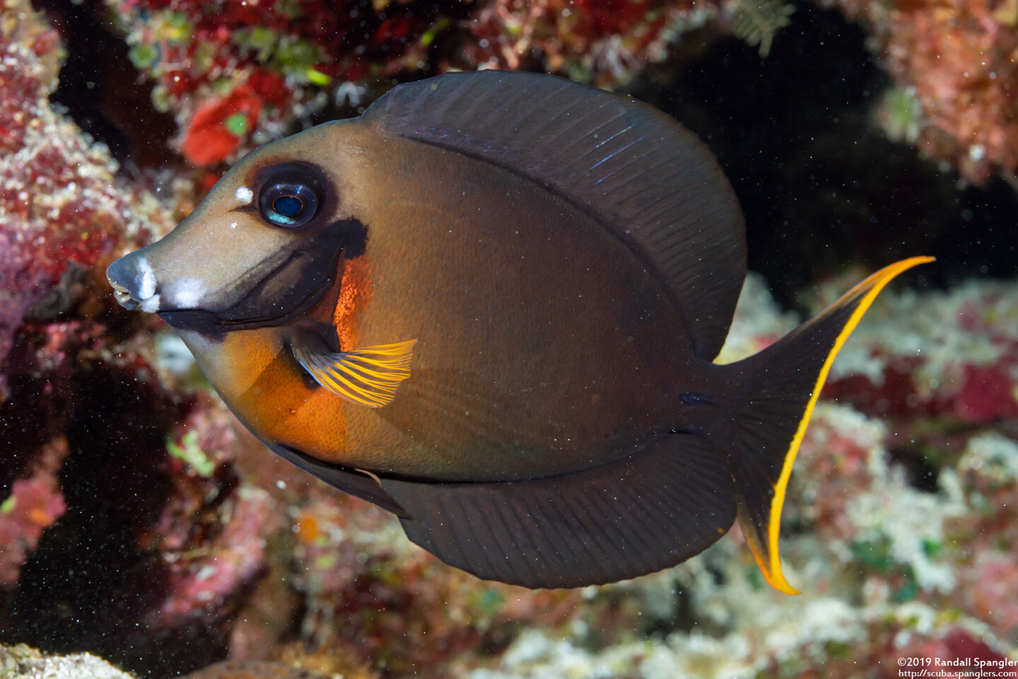 Acanthurus pyroferus (Mimic Surgeonfish)