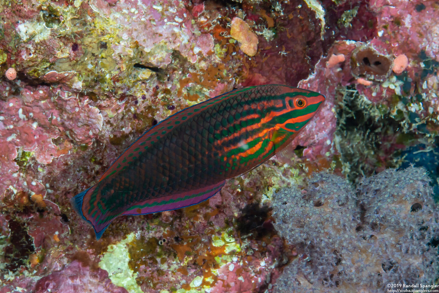 Halichoeres biocellatus (Doublespot Wrasse)