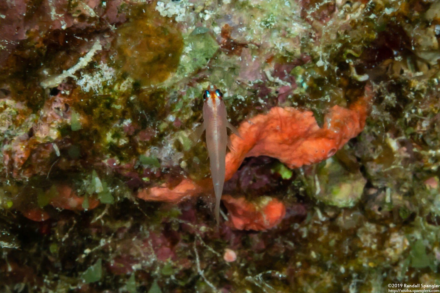 Trimma anaima (Pale Pygmygoby)