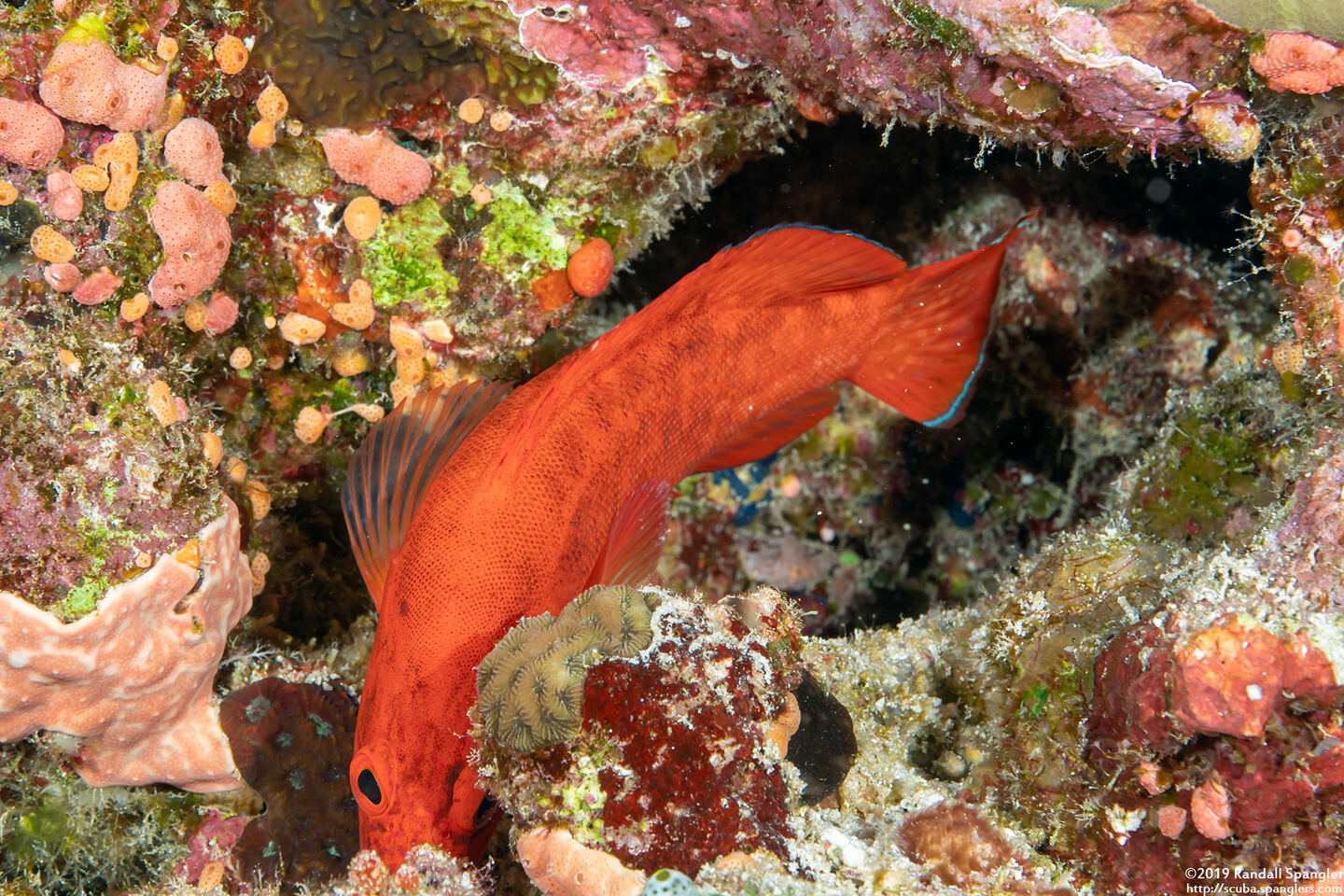 Cephalopholis spiloparaea (Strawberry Grouper)