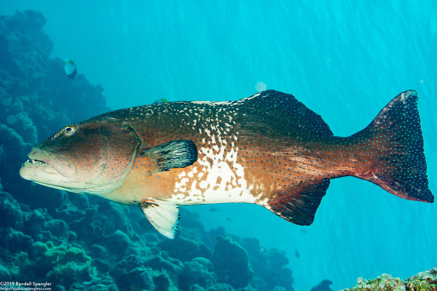 Plectropomus laevis (Blacksaddle Coral Grouper)