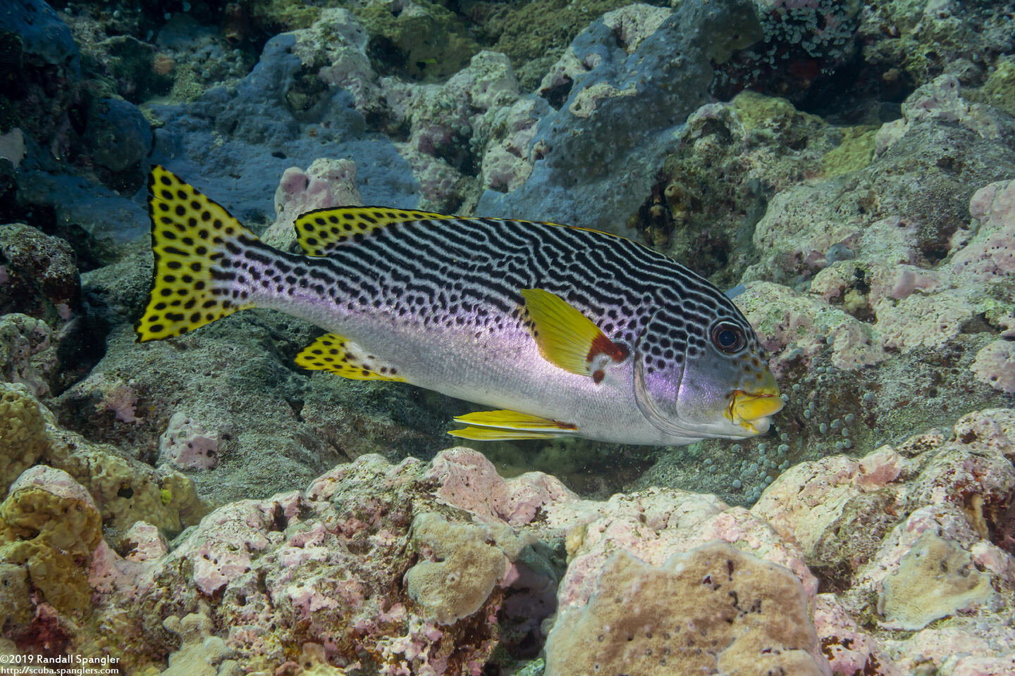 Plectorhinchus lineatus (Diagonal-Banded Sweetlips)