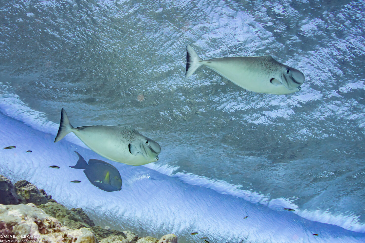 Naso tonganus (Humpnose Unicornfish)