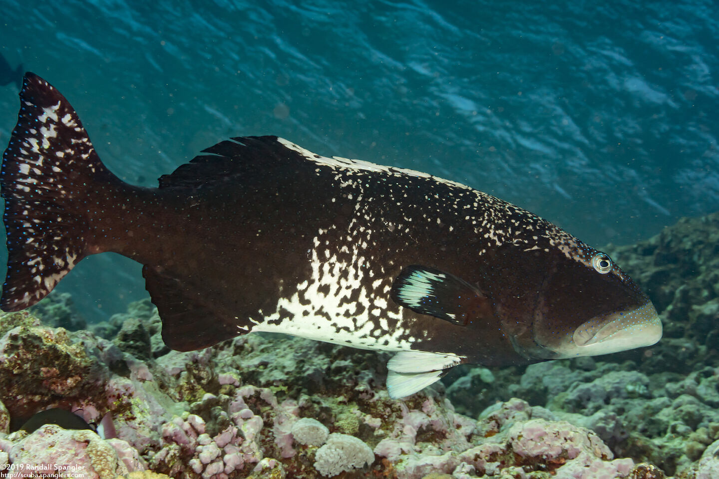 Plectropomus laevis (Blacksaddle Coral Grouper)