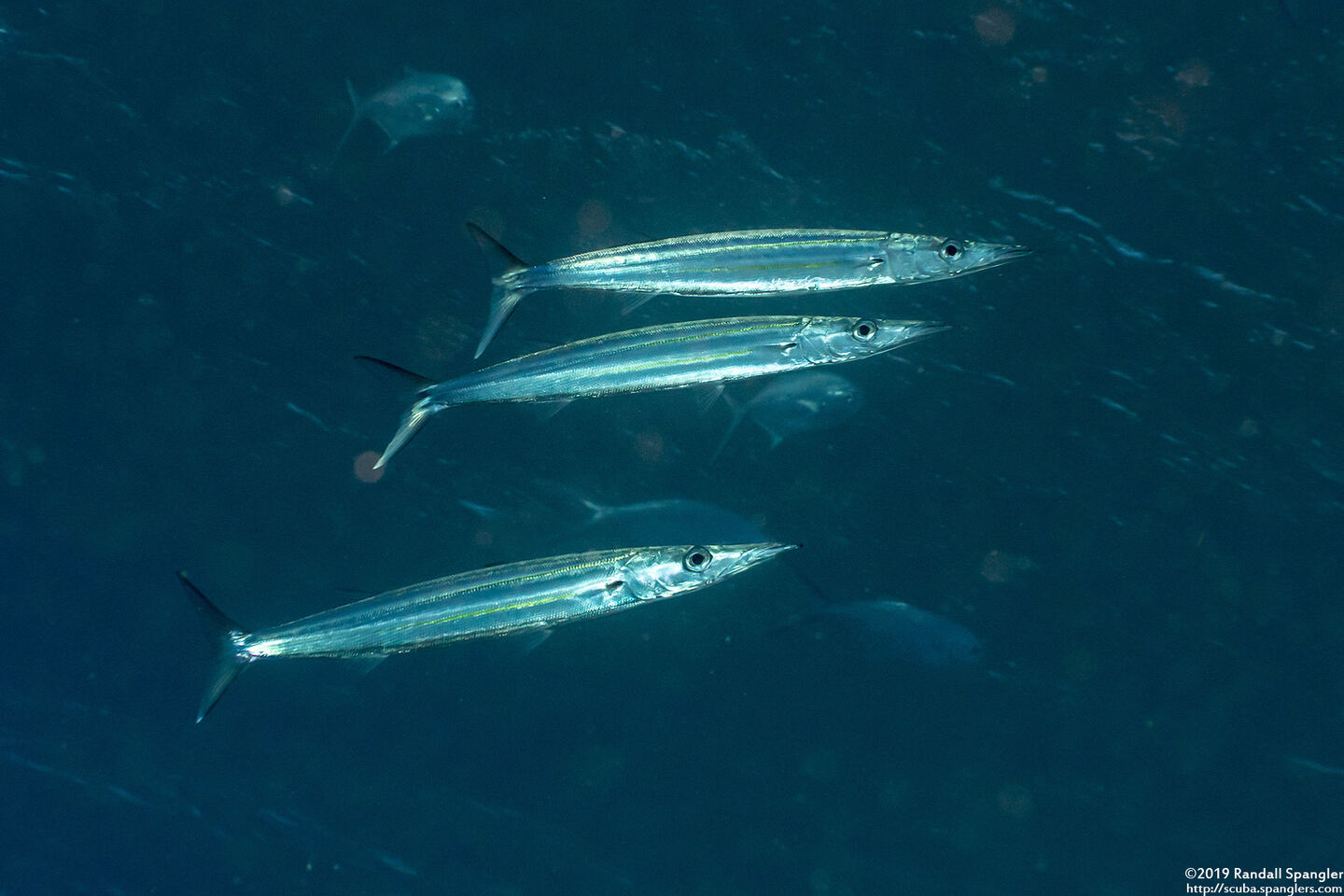 Sphyraena helleri (Heller's Barracuda)