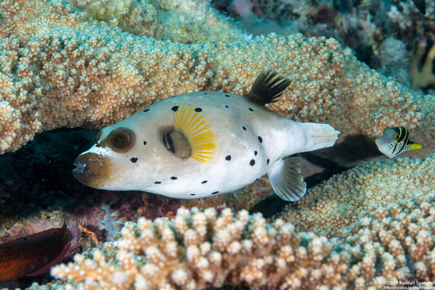 Arothron nigropunctatus (Blackspotted Puffer)