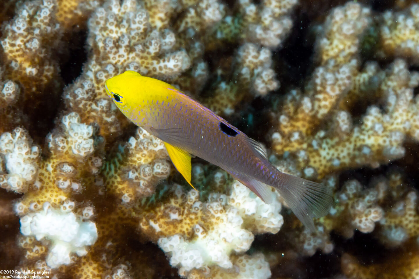 Chrysiptera talboti (Talbot's Damsel)