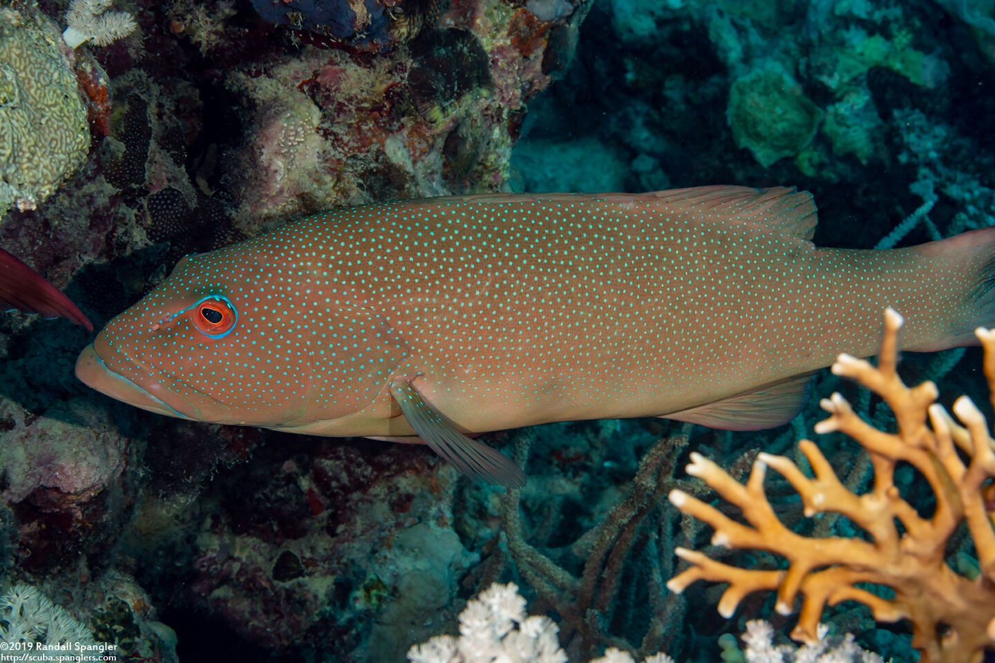 Plectropomus leopardus (Leopard Coral Grouper)