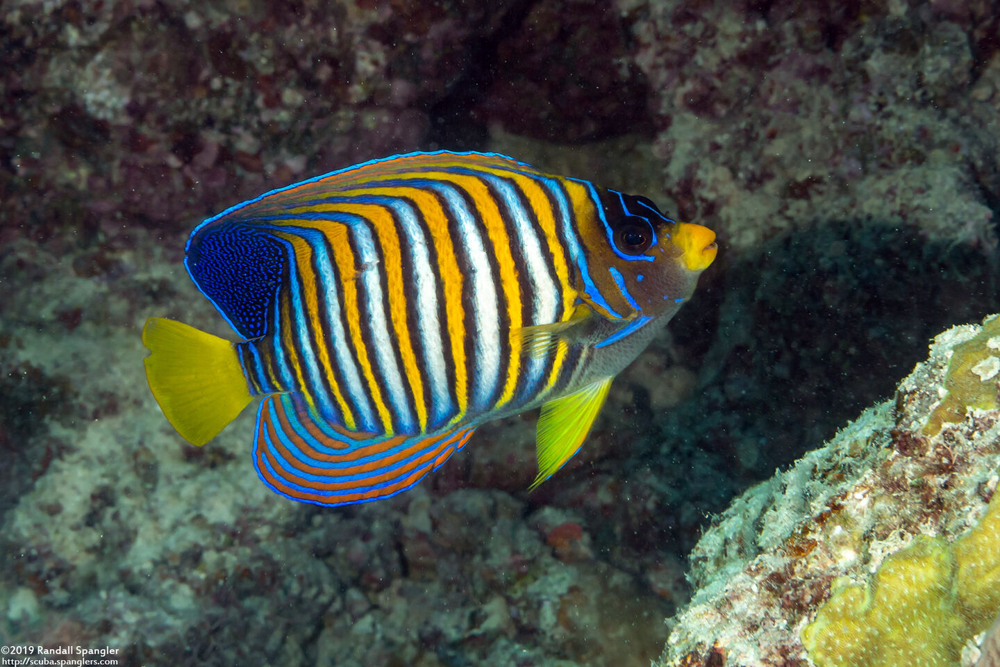 Pygoplites diacanthus (Regal Angelfish)