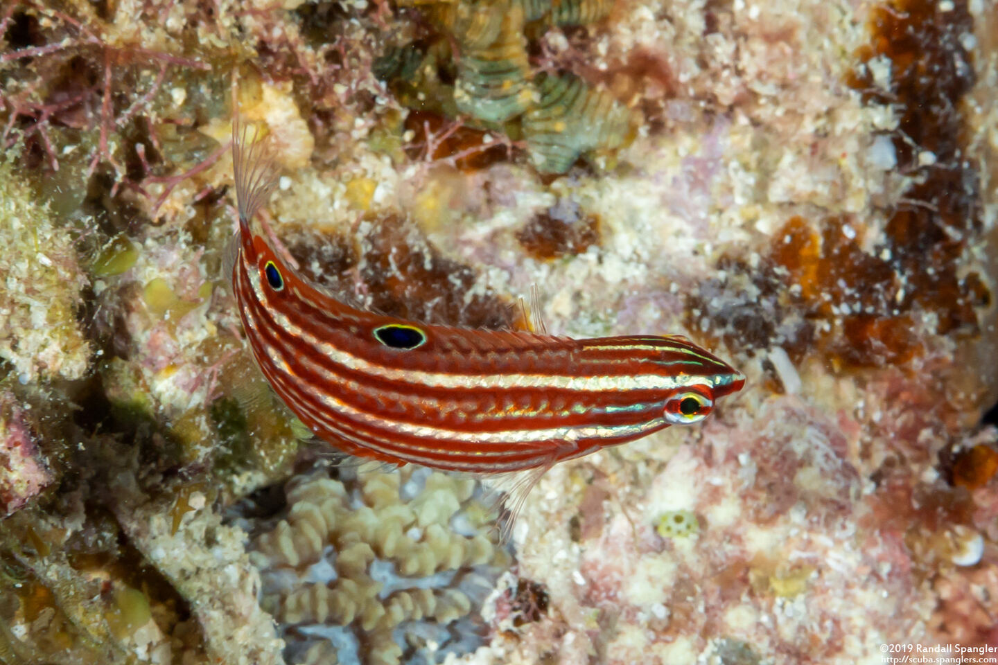 Halichoeres biocellatus (Doublespot Wrasse)