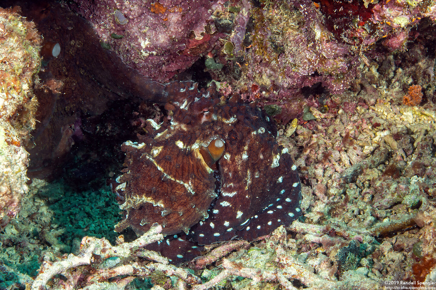 Octopus cyanea (Day Octopus)