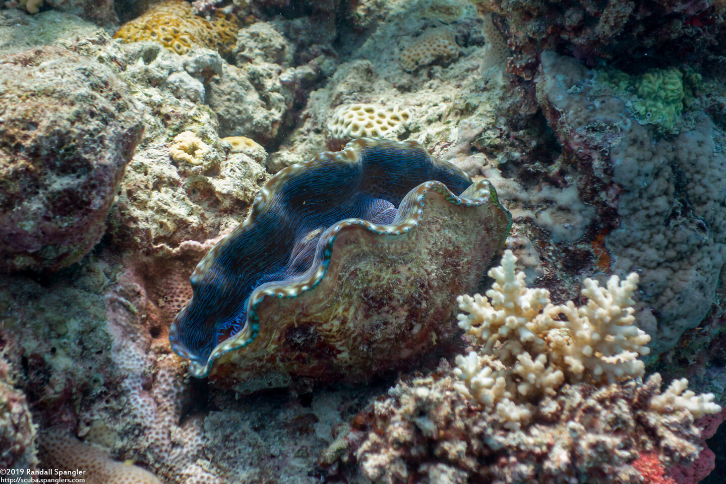Tridacna derasa (Smooth Giant Clam)