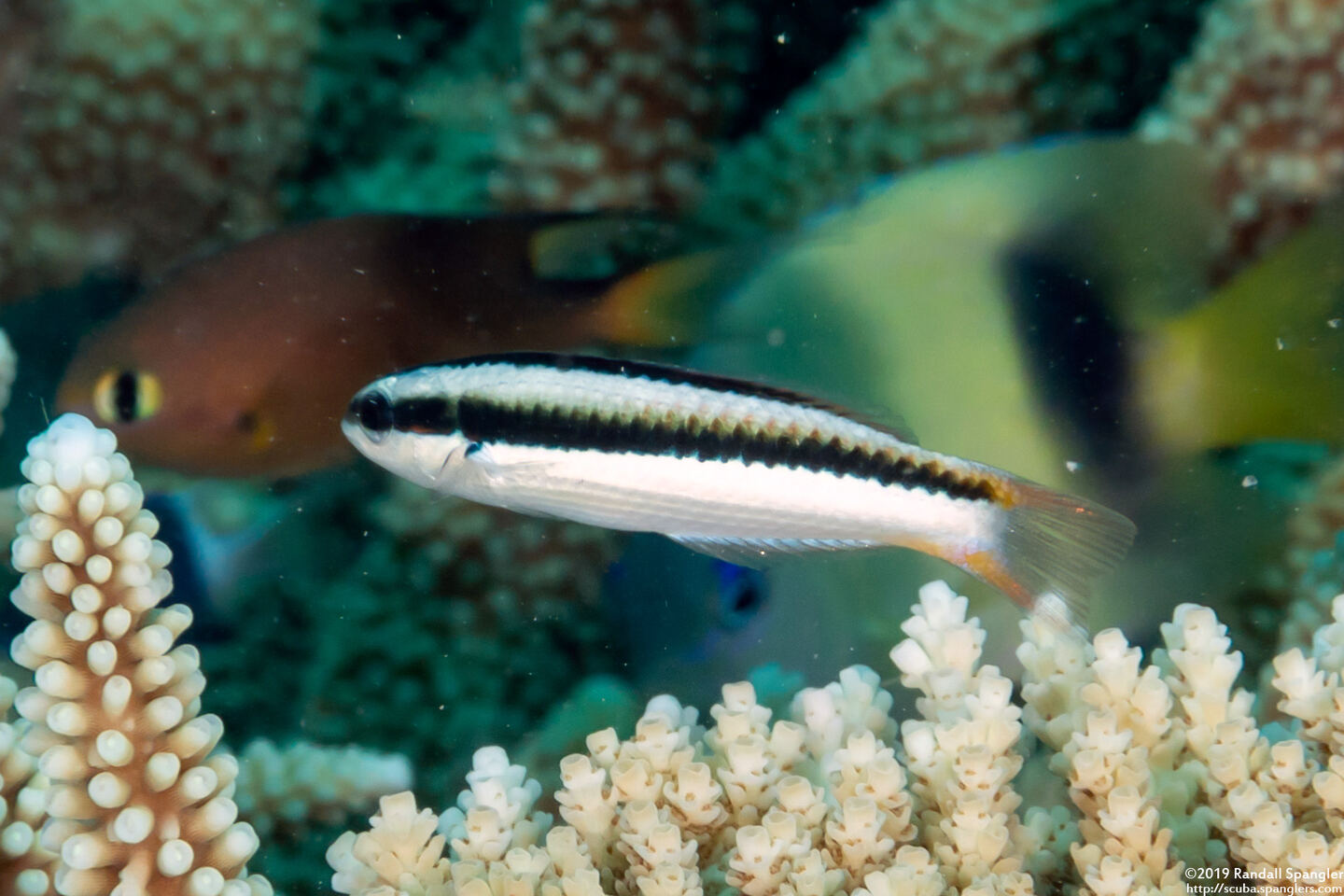 Thalassoma amblycephalum (Bluntheaded Wrasse)