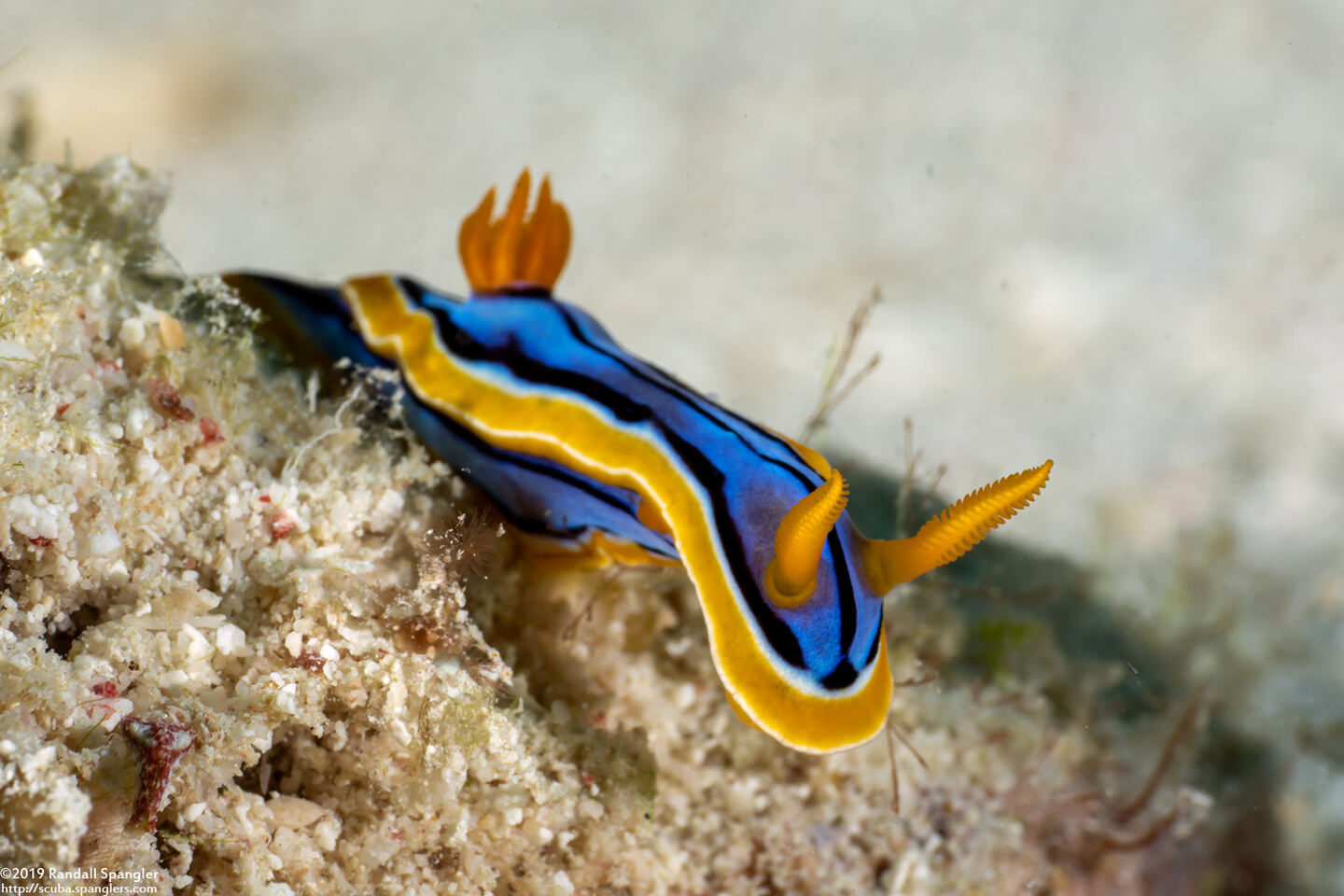 Chromodoris elisabethina (Elisabeth's Chromodoris)