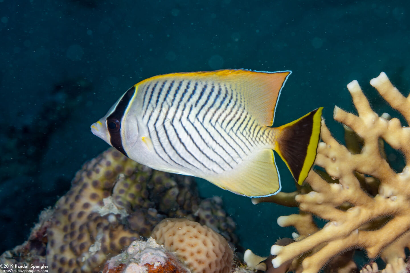 Chaetodon trifascialis (Chevroned Butterflyfish)