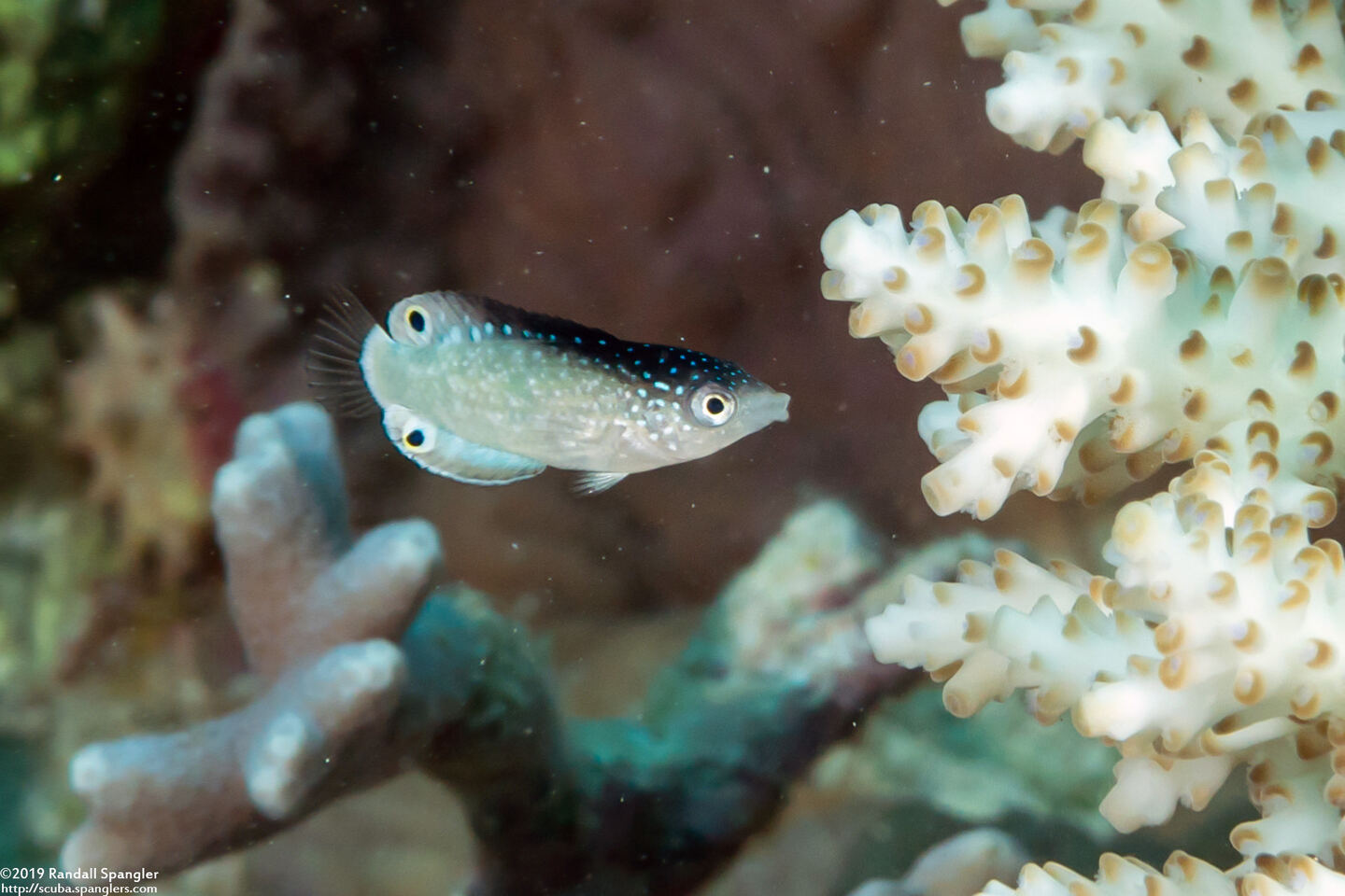 Anampses neoguinaicus (New Guinea Wrasse)