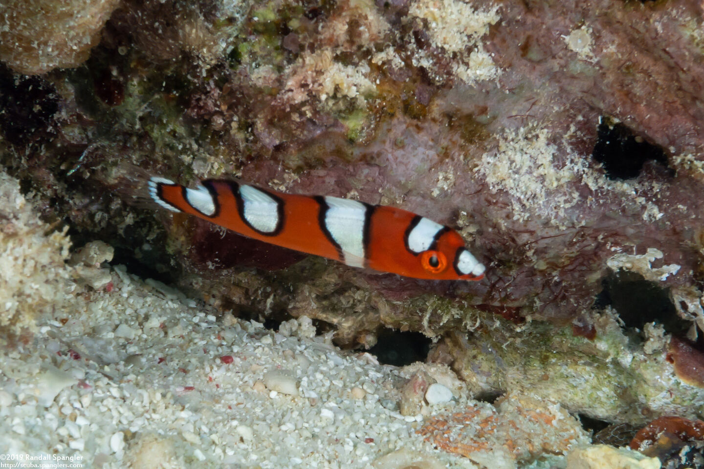 Coris gaimard (Yellowtail Coris)