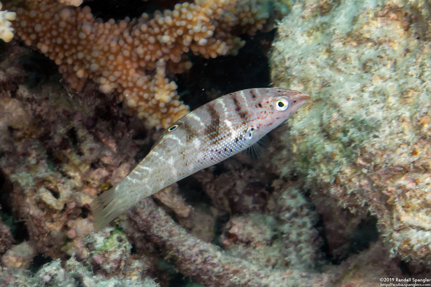 Coris batuensis (Batu Coris)