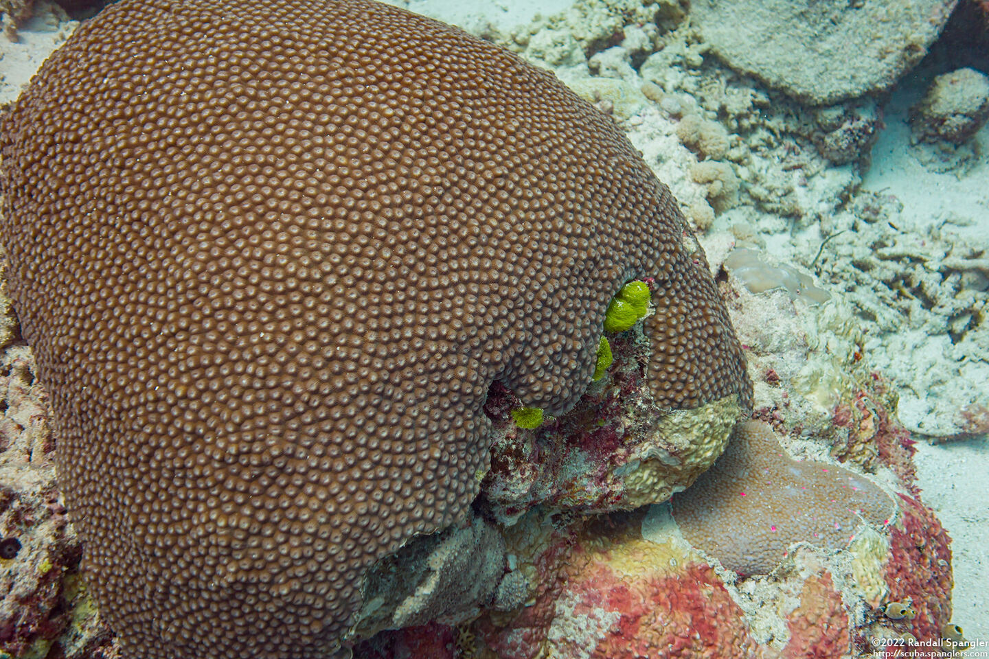Diploastrea heliopora (Honeycomb Coral)