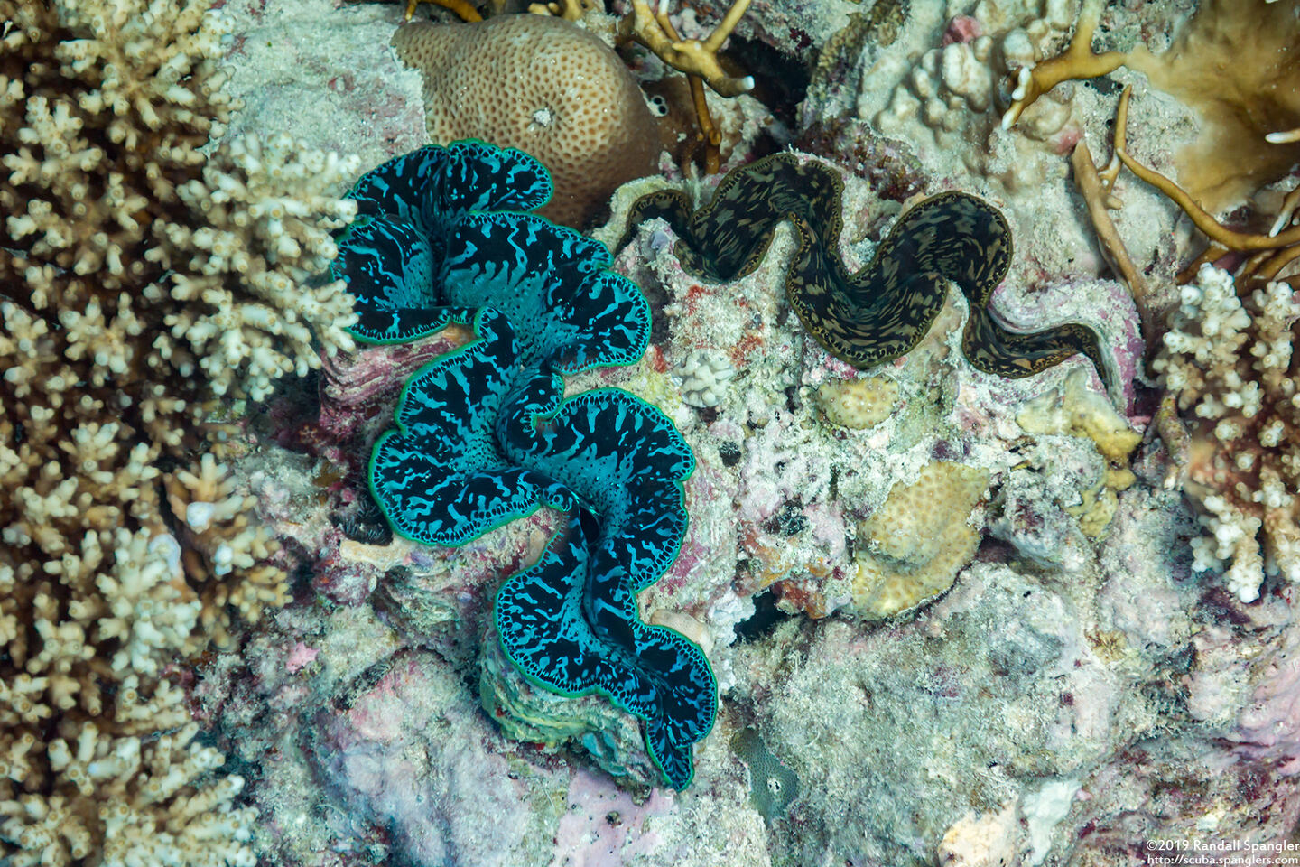 Tridacna crocea (Boring Giant Clam)