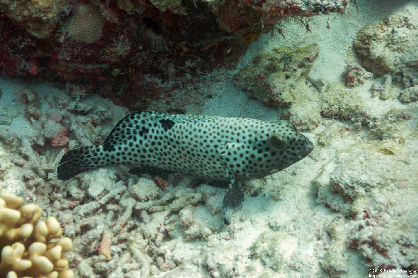 Epinephelus howlandi (Blacksaddle Grouper)
