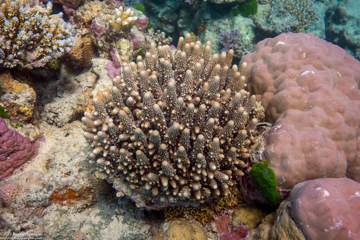 Acropora humilis (Finger Acropora)