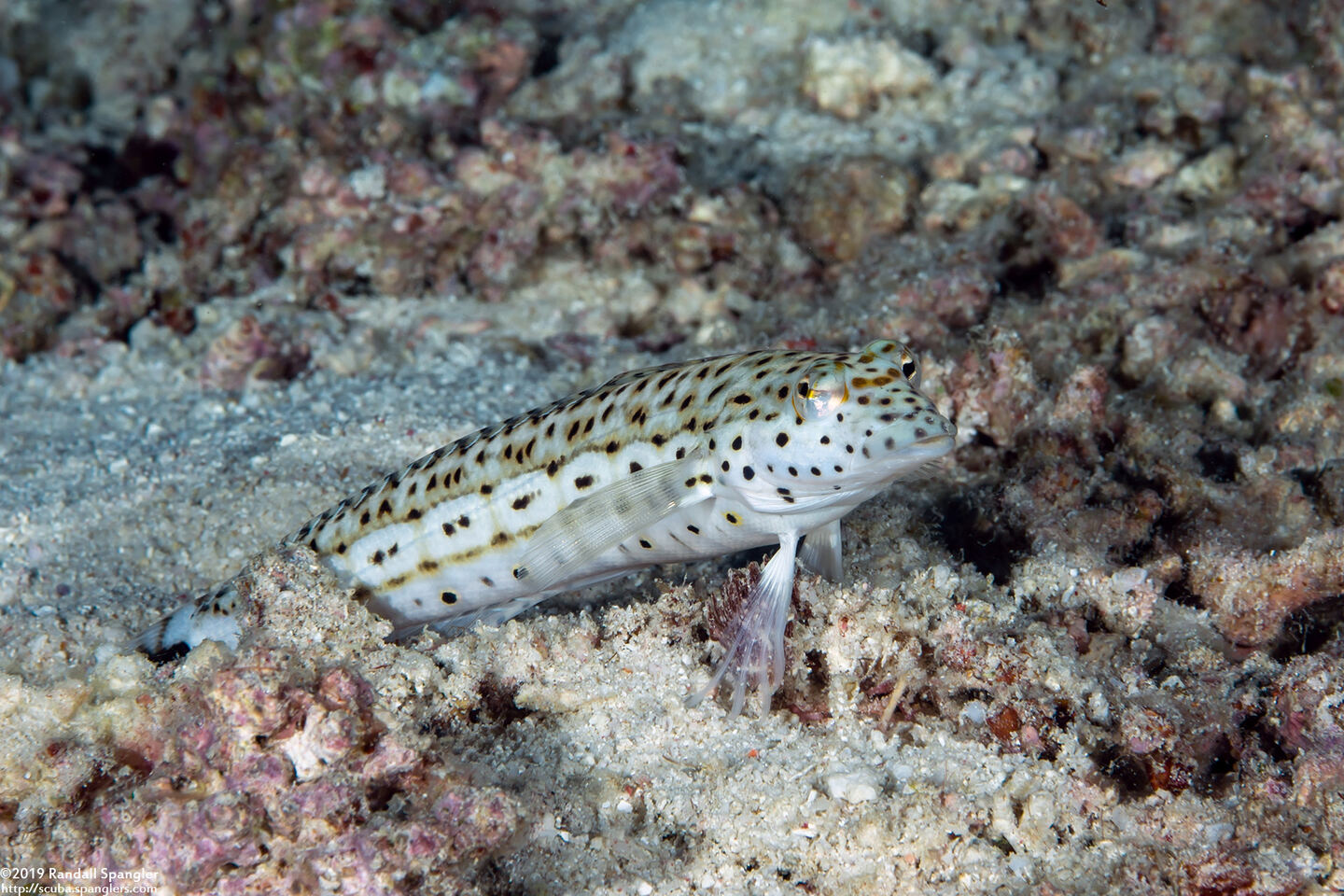 Parapercis hexophtalma (Speckled Sandperch)