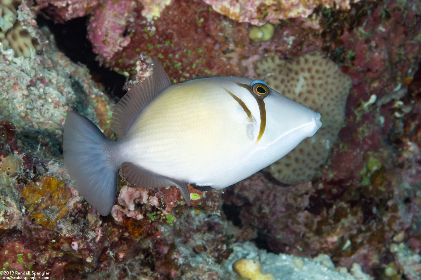 Sufflamen bursa (Scythe Triggerfish)