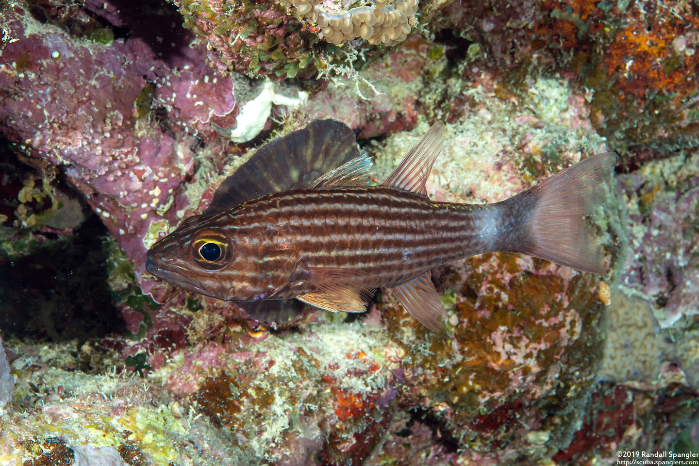 Cheilodipterus macrodon (Tiger Cardinalfish)