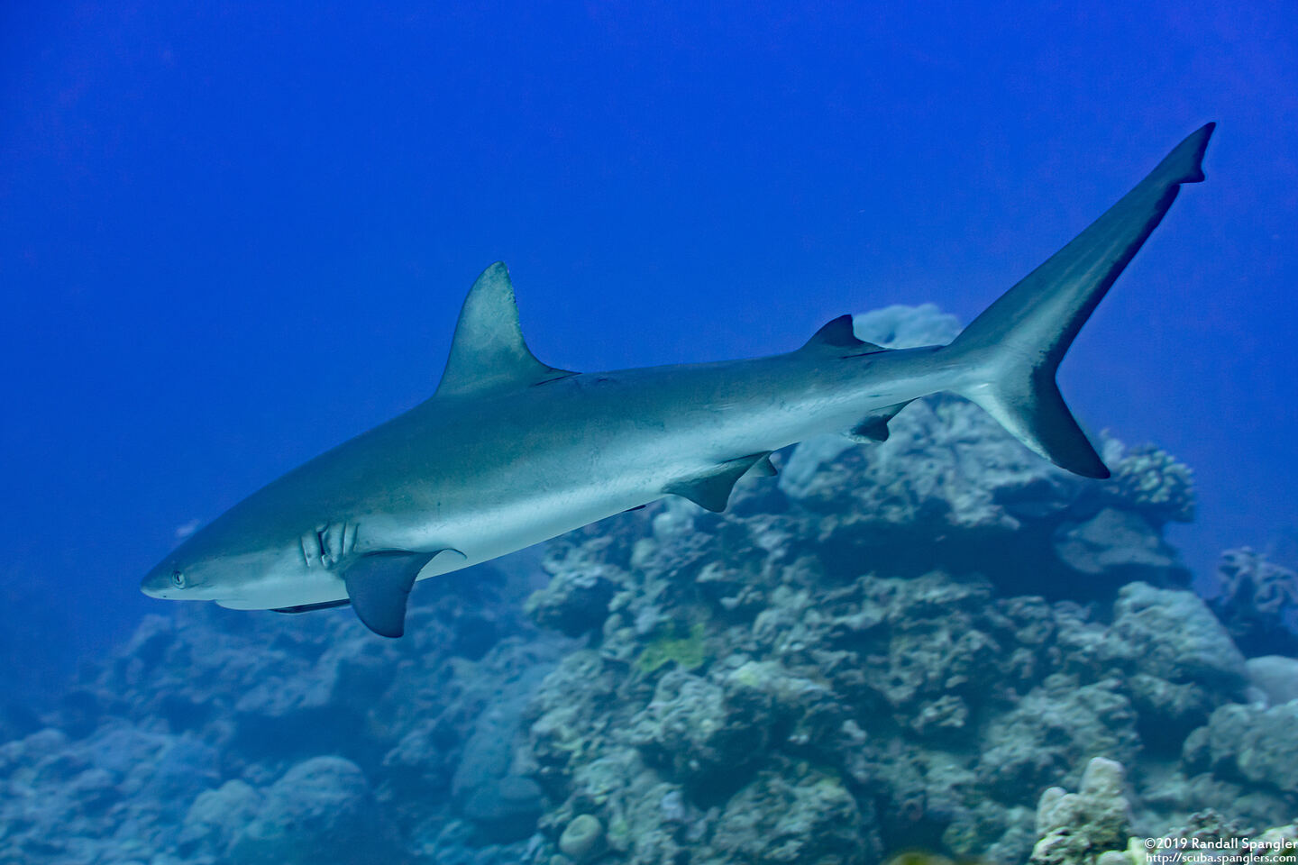 Carcharhinus amblyrhynchos (Gray Reef Shark)