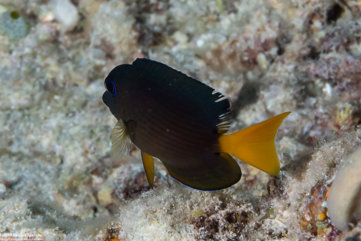 Ctenochaetus binotatus (Twospot Bristletooth)