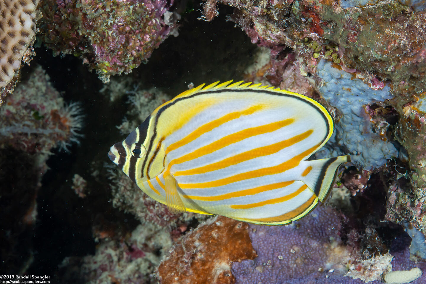 Chaetodon ornatissimus (Ornate Butterflyfish)