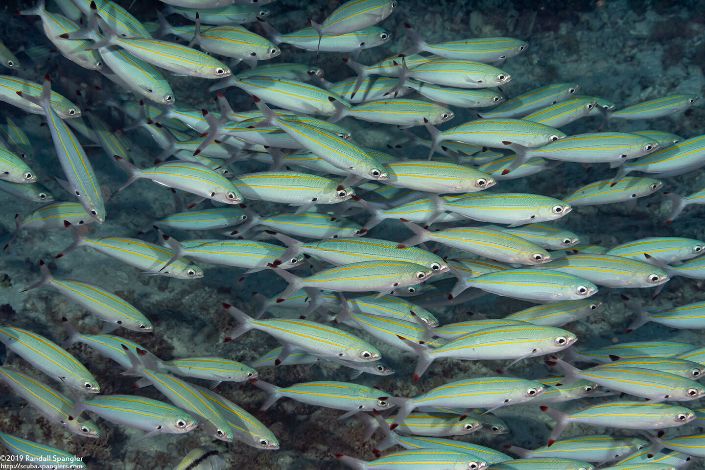 Pterocaesio digramma (Double-Lined Fusilier)