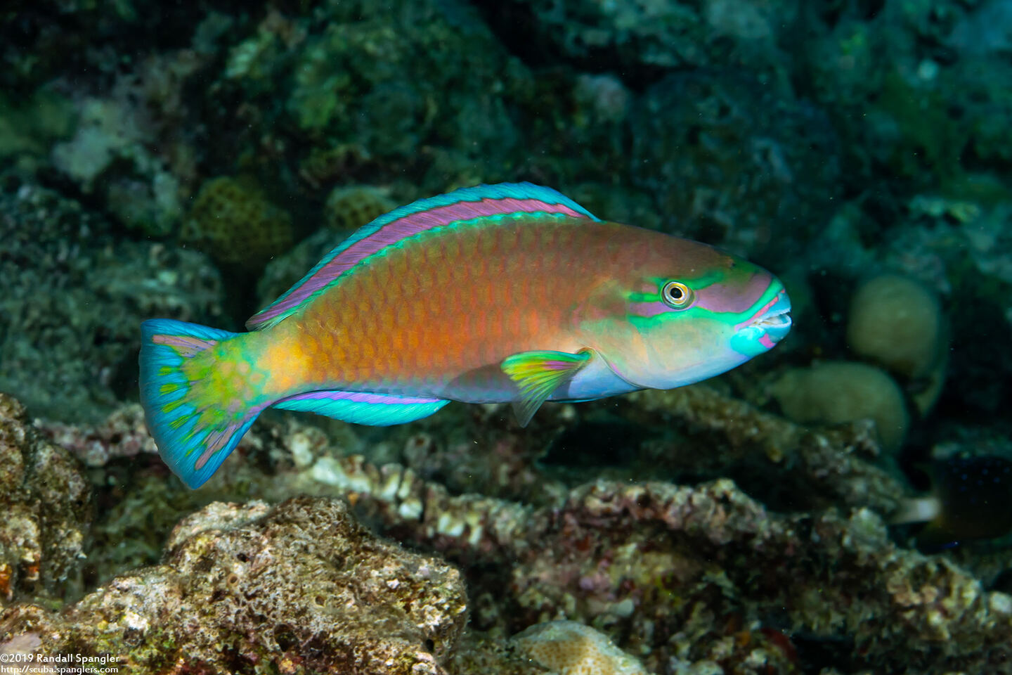Chlorurus spilurus (Bullethead Parrotfish)