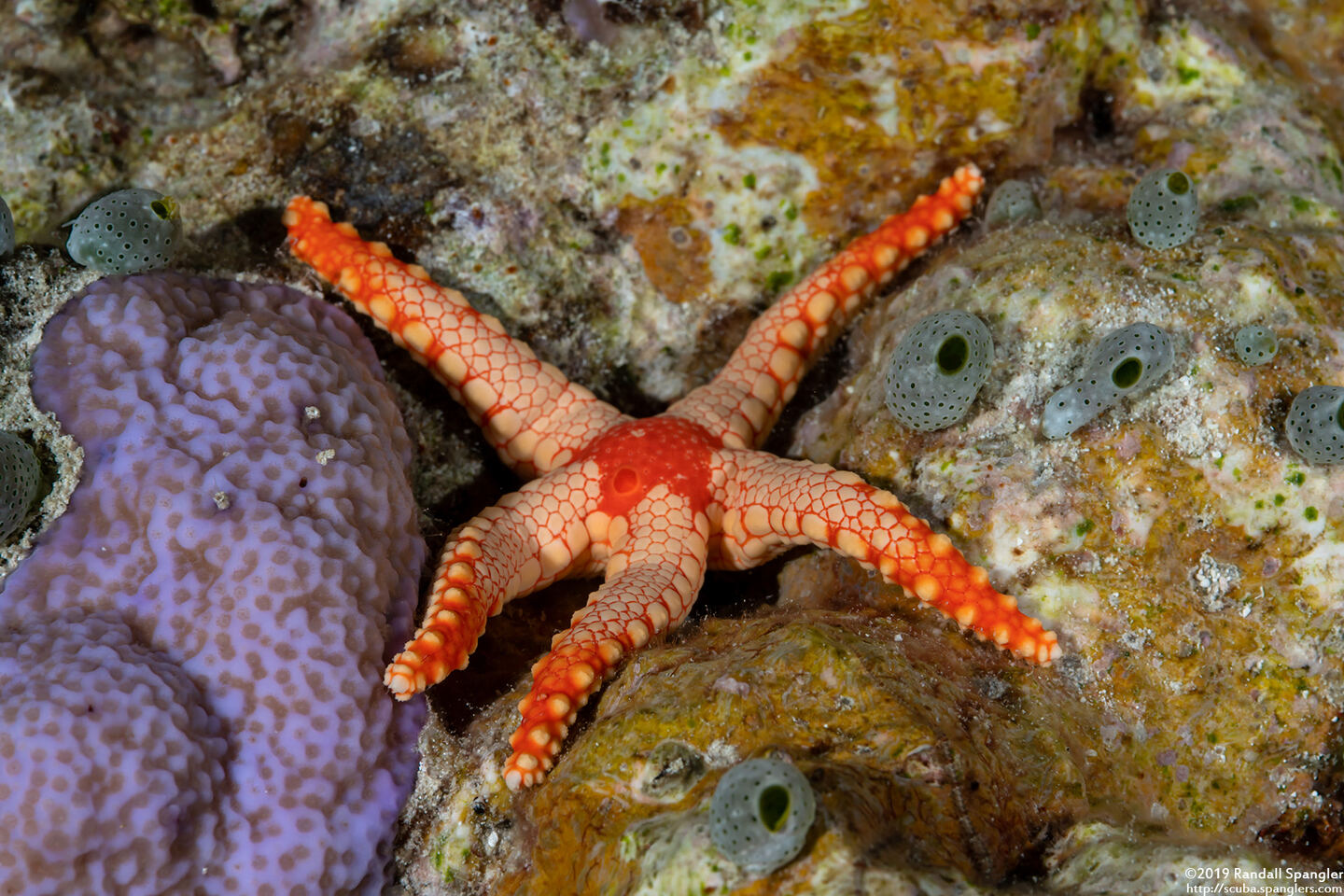 Fromia monilis (Peppermint Sea Star)