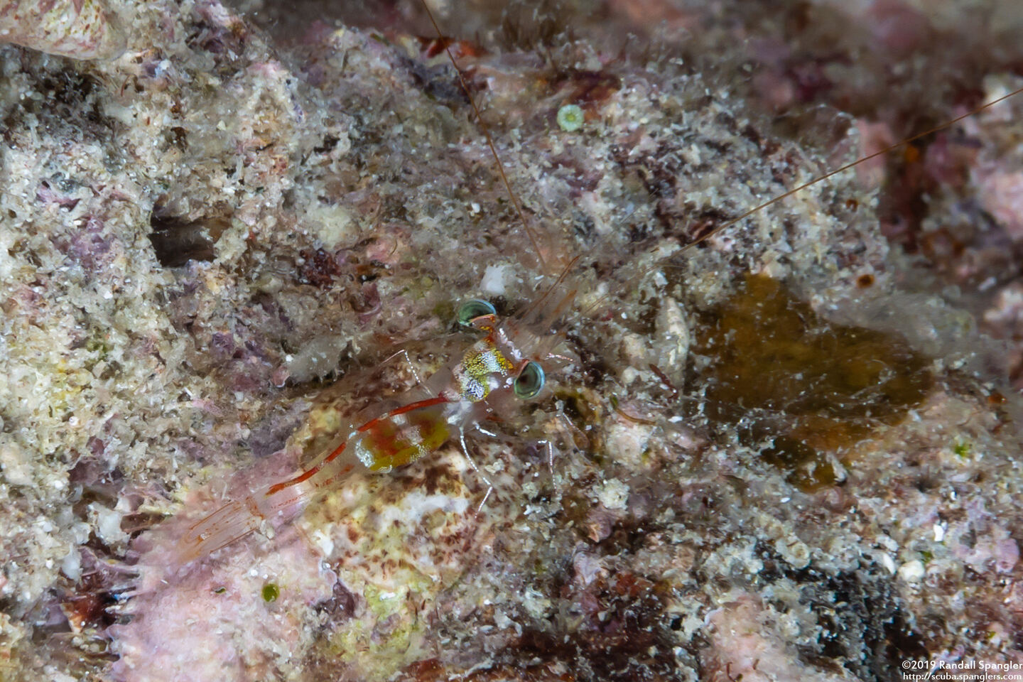 Processidae sp.1 (Night Shrimp)