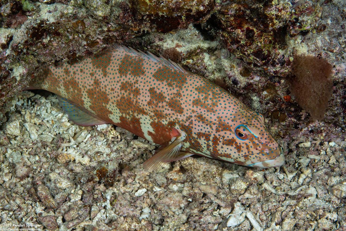 Plectropomus leopardus (Leopard Coral Grouper)