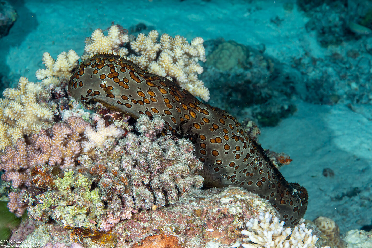 Bohadschia argus (Argus Sea Cucumber)