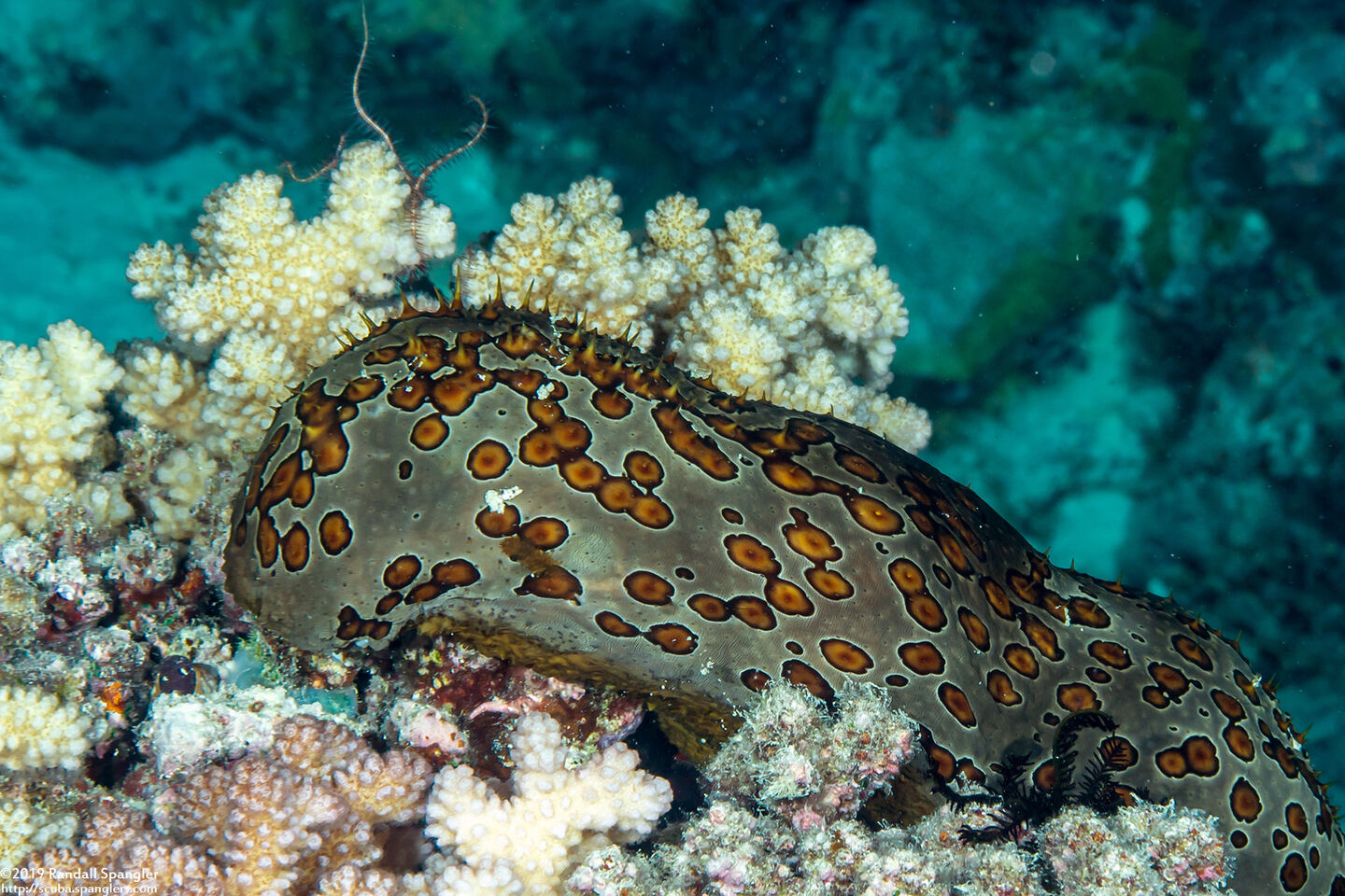 Bohadschia argus (Argus Sea Cucumber); Spiky!